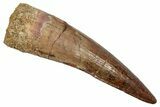 Fossil Spinosaurus Tooth - Real Dinosaur Tooth #345465-1